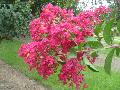 Tonto Crape Myrtle / Lagerstroemia 